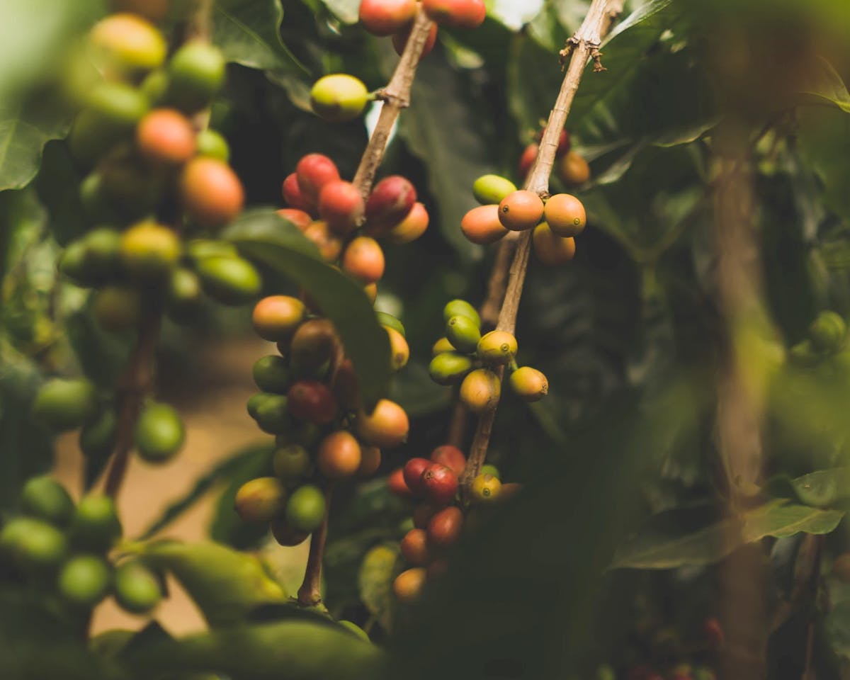 Where Does Caffeine Come From?