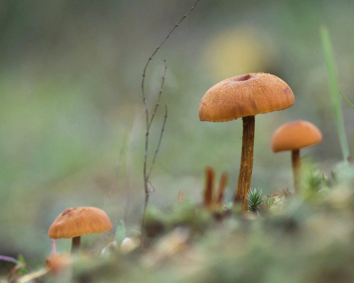 Mushroom coffee
